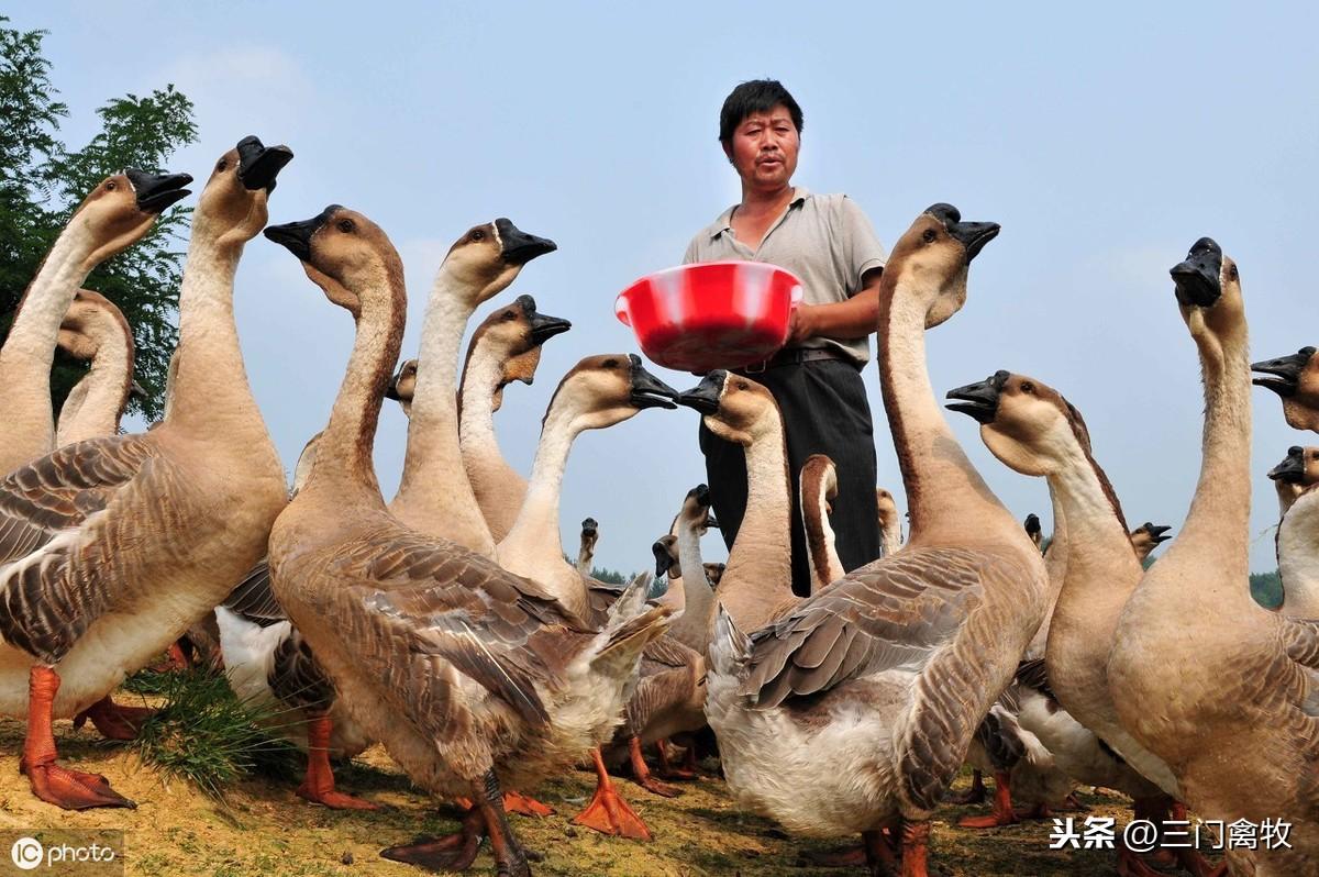 鹅的饲养技术_鹅的饲养与管理_养鹅基本常识